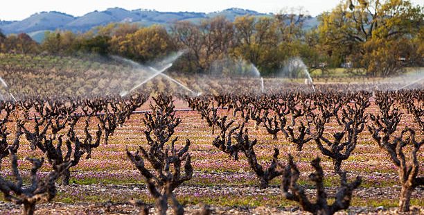 Irrigating vines