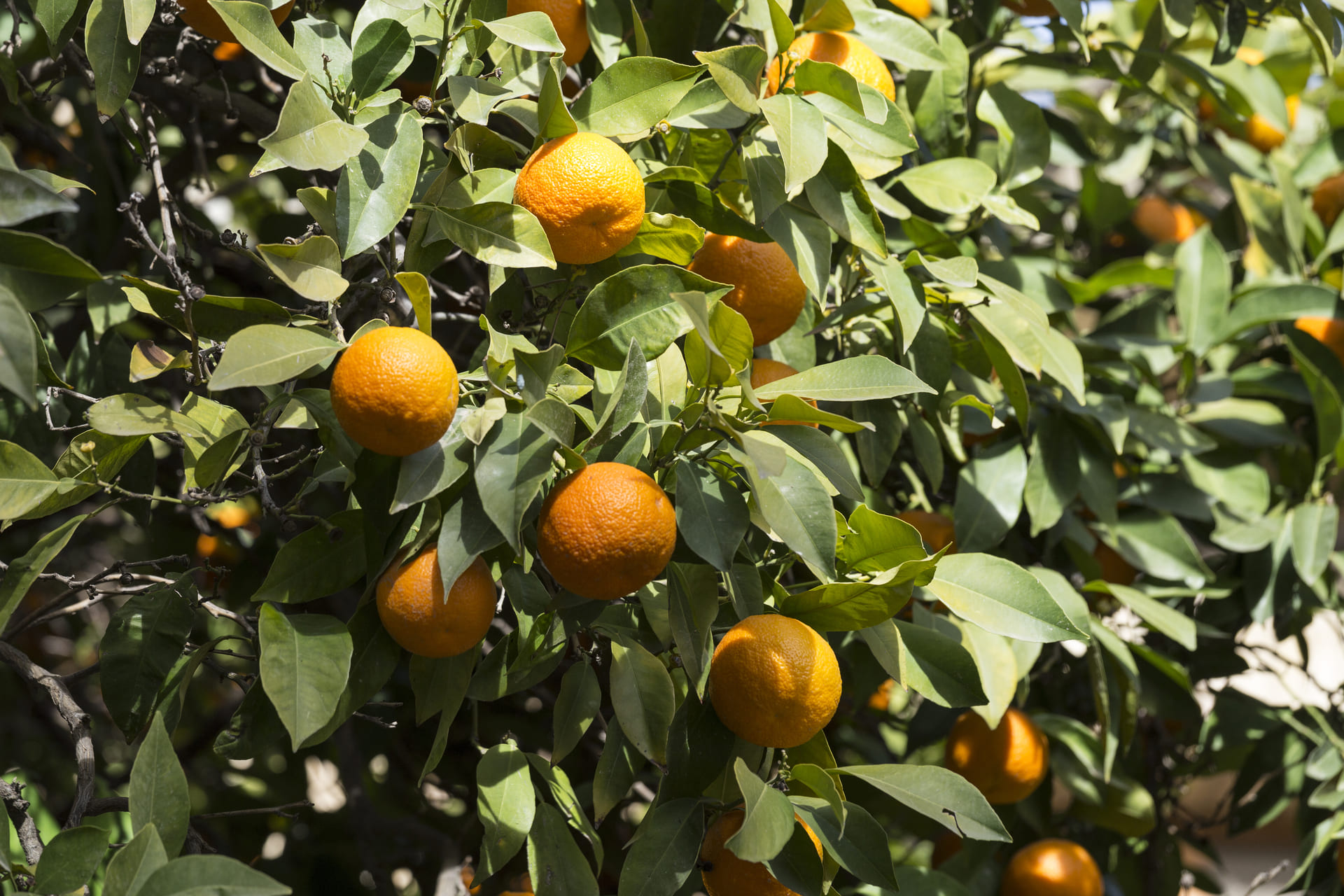 close-up-oranges-tree (1) (1)